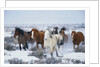 Wild Horses in Snow by Anonymous