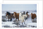 Wild Horses in Snow by Anonymous