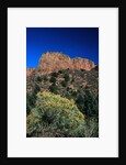 Canyons of Zion National Park by Anonymous