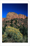 Canyons of Zion National Park by Anonymous