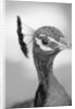Peacock's Head by Anonymous