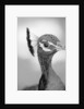 Peacock's Head by Anonymous
