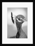 Peacock's Head by Anonymous