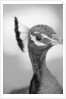 Peacock's Head by Anonymous