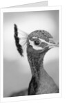 Peacock's Head by Anonymous