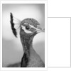 Peacock's Head by Anonymous