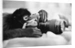 Monkey Holding Camera by Anonymous