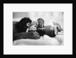 Monkey Holding Camera by Anonymous