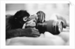 Monkey Holding Camera by Anonymous