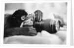 Monkey Holding Camera by Anonymous