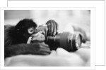 Monkey Holding Camera by Anonymous
