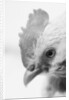 Rooster's Face by Anonymous
