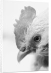 Rooster's Face by Anonymous