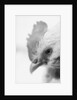 Rooster's Face by Anonymous