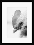 Rooster's Face by Anonymous