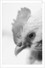 Rooster's Face by Anonymous