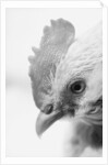 Rooster's Face by Anonymous