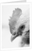 Rooster's Face by Anonymous