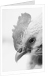 Rooster's Face by Anonymous