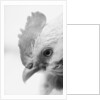 Rooster's Face by Anonymous