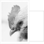 Rooster's Face by Anonymous