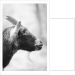 Side of a Goat's Head by Anonymous