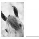 Top Half of Horse's Head by Anonymous