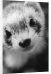 Ferret's Face by Anonymous