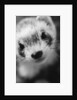 Ferret's Face by Anonymous