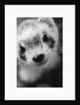Ferret's Face by Anonymous