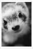 Ferret's Face by Anonymous
