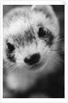 Ferret's Face by Anonymous