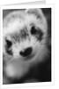 Ferret's Face by Anonymous