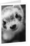 Ferret's Face by Anonymous