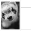 Ferret's Face by Anonymous