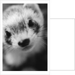 Ferret's Face by Anonymous