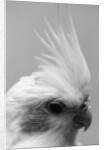 Side of Parrot's Heads by Anonymous