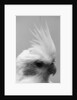 Side of Parrot's Heads by Anonymous