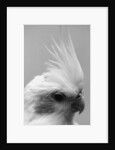 Side of Parrot's Heads by Anonymous