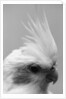Side of Parrot's Heads by Anonymous