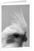 Side of Parrot's Heads by Anonymous