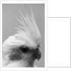 Side of Parrot's Heads by Anonymous