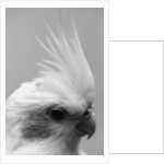 Side of Parrot's Heads by Anonymous