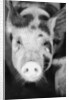 Head of Spotted Pig by Anonymous