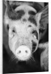 Head of Spotted Pig by Anonymous