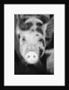 Head of Spotted Pig by Anonymous