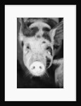 Head of Spotted Pig by Anonymous
