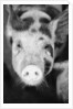 Head of Spotted Pig by Anonymous