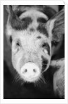Head of Spotted Pig by Anonymous