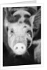 Head of Spotted Pig by Anonymous